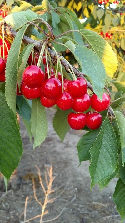 Bright red tart cherries on a branch with green leaves