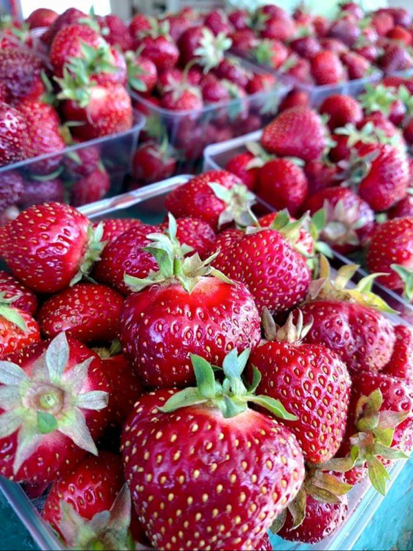 Fresh strawberries in clear plastic quart boxes